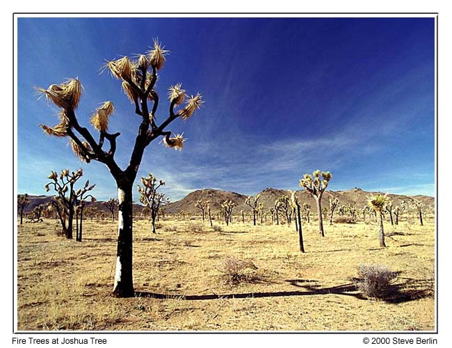 Fire Trees at Joshua Tree National Park, California