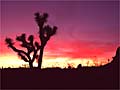 Sunset at Joshua Tree National Park, California