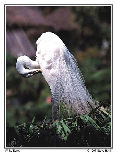 The Egret, San Diego Zoo