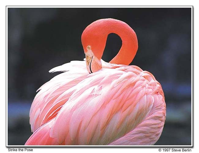 Flamingo - Los Angeles Zoo