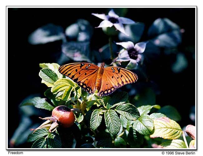 Freedom to Fly - Butterfly
