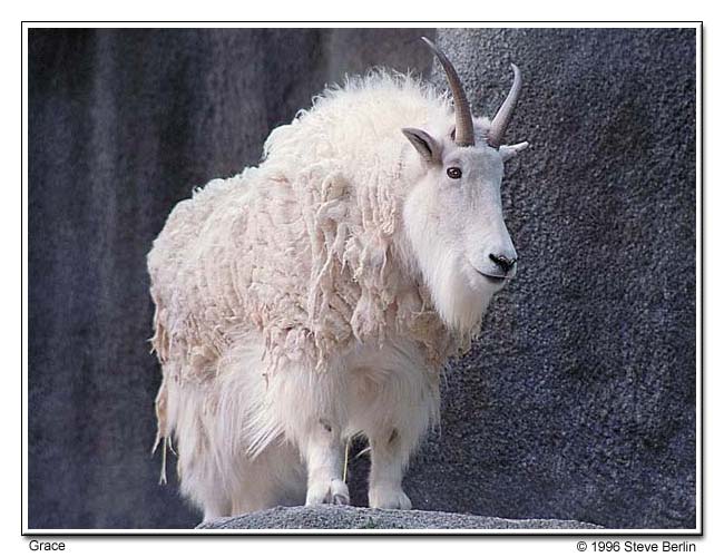 Grace - Goat at Los Angeles Zoo