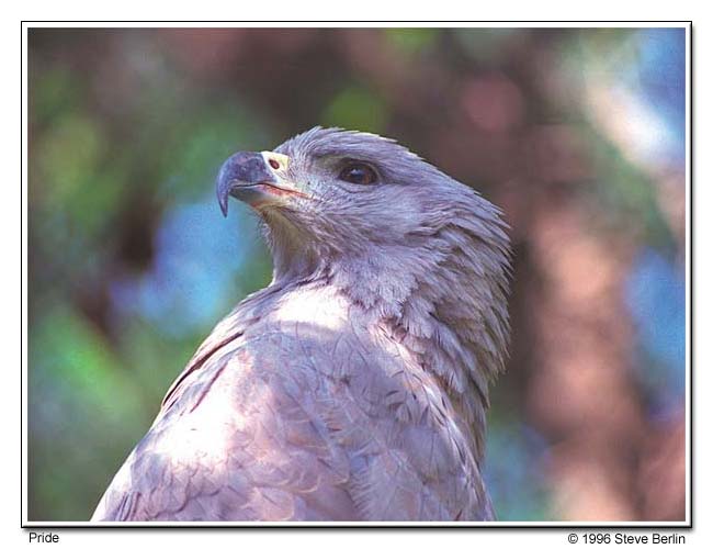 Pride - The Eagle,  Los Angeles Zoo