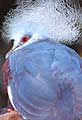 Crowned Pigeon, San Diego Zoo