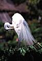 Egret at the San Diego Zoo