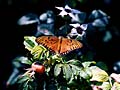 Butterfly at San Diego Zoo