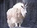 Goat at the Los Angeles Zoo