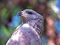 Eagle at Los Angeles Zoo