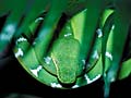 The Serpent (Boa at Seattle Zoo)