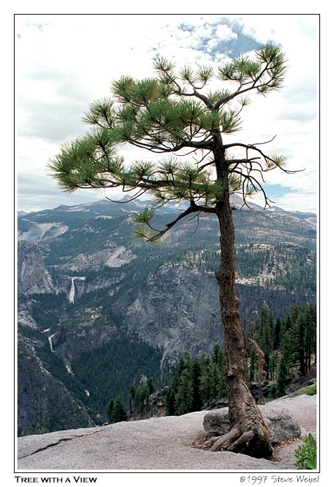 Tree with a View