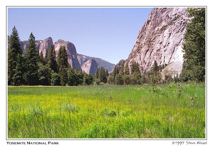 Meadow Flowers