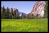 Meadow Flowers